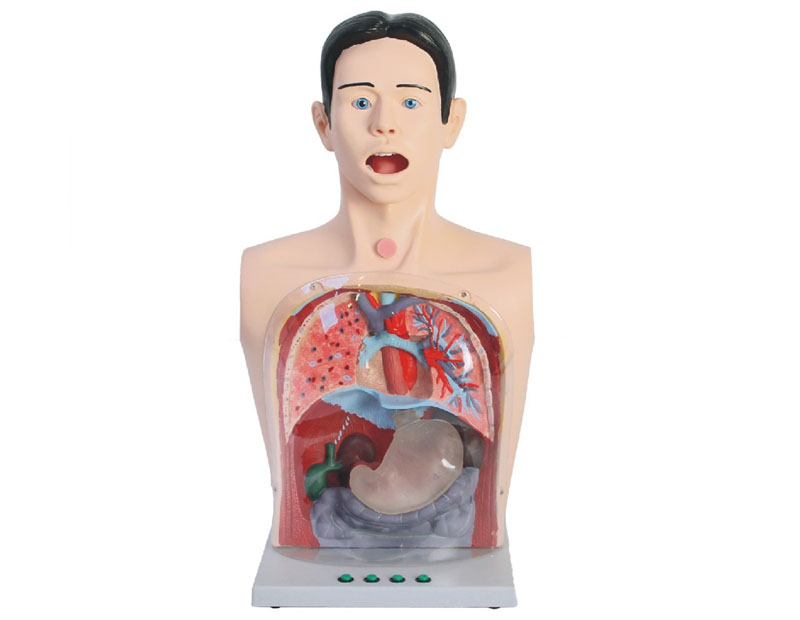 高级透明洗胃模型